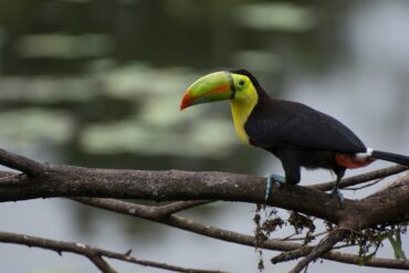 Toucan while bird watching in Costa Rica