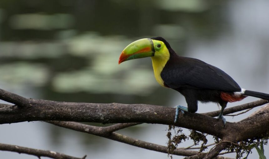Experience Flamingo’s Rich Wildlife on Our Bird Watching Cruises